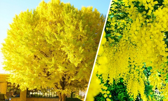 12 самых удивительных деревьев в мире