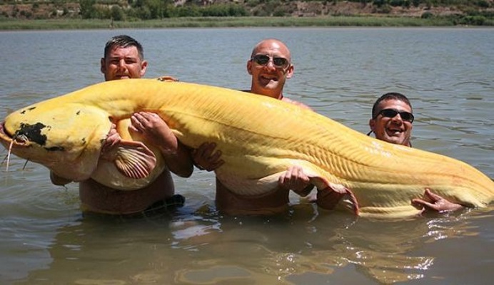 Топ-10 самых больших рыб в мире