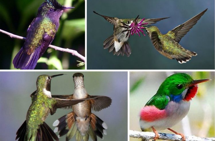 Колибри: невероятные факты о самой маленькой птице на Земле