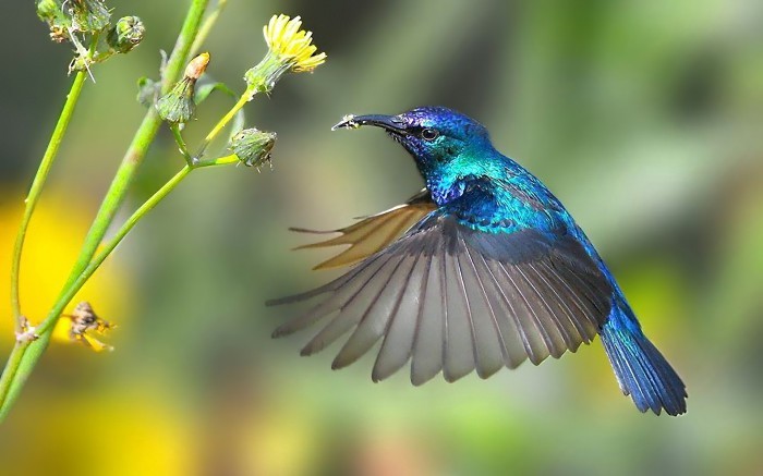 Колибри: невероятные факты о самой маленькой птице на Земле