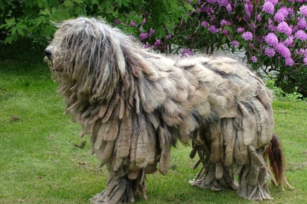 Самые необычные и редкие породы собак на Земле, 27 фото