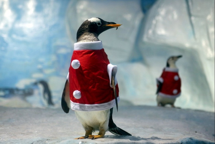 Смешные животные в новогодних нарядах: 40 фото