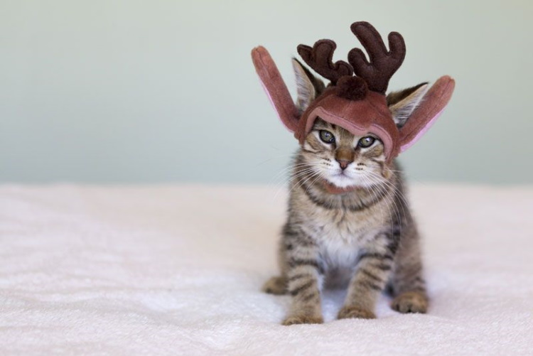 Смешные животные в новогодних нарядах: 40 фото