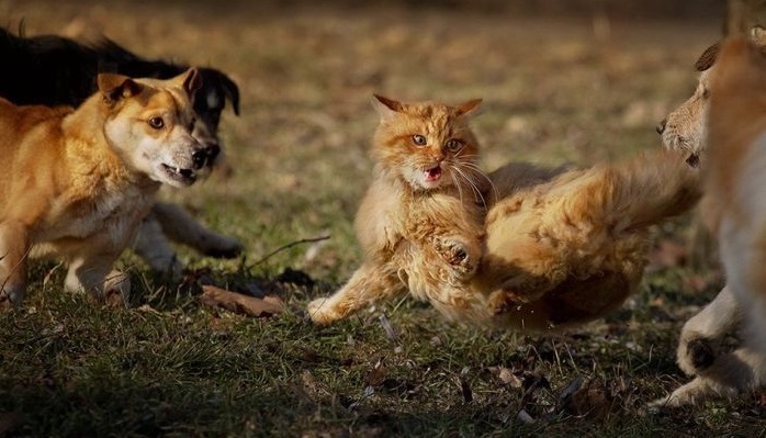 Коты и собаки, 35 забавных фото