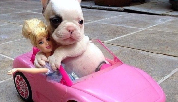 50 забавных и милых фотографий щенков, в которых невозможно не влюбиться