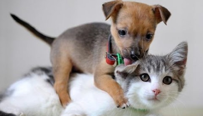 Коты и собаки, 35 забавных фото