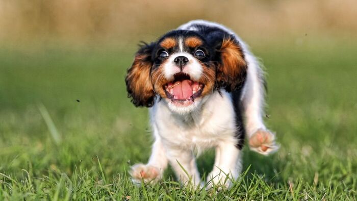 50 забавных и милых фотографий щенков, в которых невозможно не влюбиться