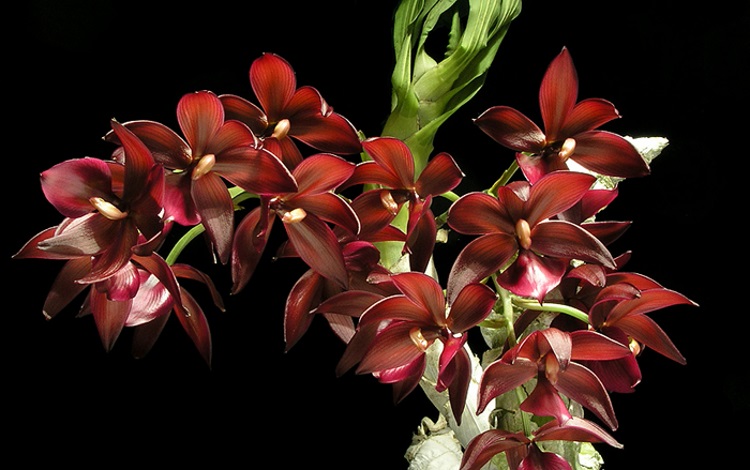15 самых красивых видов орхидей, 30 фото