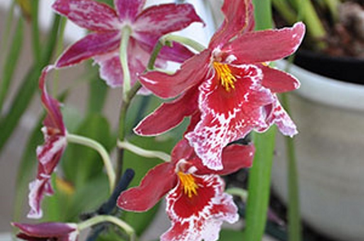 15 самых красивых видов орхидей, 30 фото