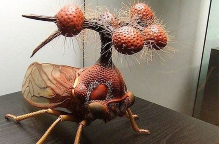 25 ужасающих фото самых больших насекомых, живущих на нашей планете