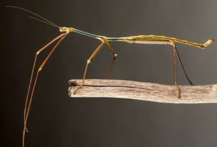 25 ужасающих фото самых больших насекомых, живущих на нашей планете