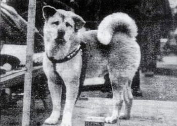 Настоящая история Хатико