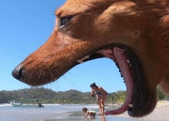 Забавные кадры, запечатленные в нужный момент