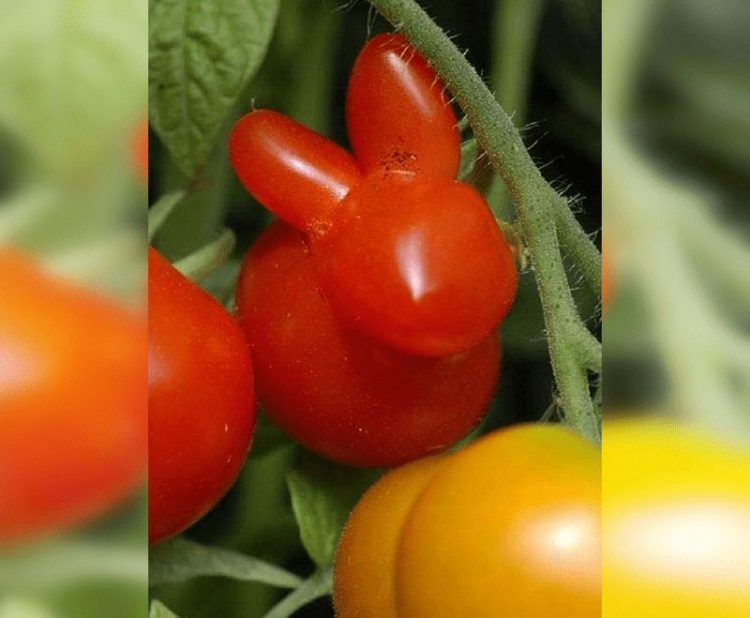 Ожившие овощи и фрукты: 40 забавных снимков