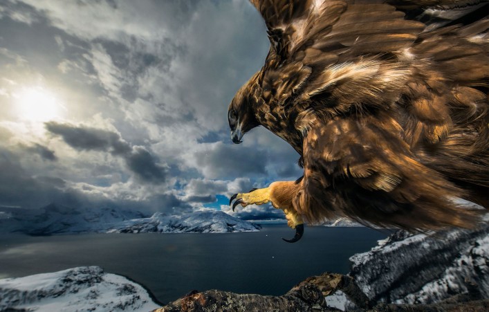 50 фото, показывающих великолепие дикой природы