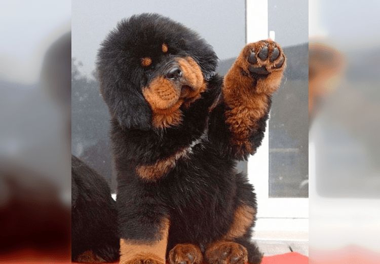 50 очаровательных щенков, которые выглядят как плюшевые игрушки