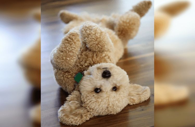 50 очаровательных щенков, которые выглядят как плюшевые игрушки
