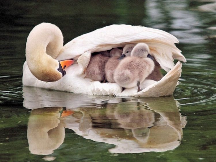 "Радости" материнства в мире животных