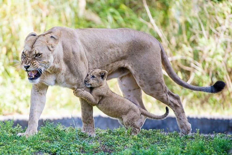 "Радости" материнства в мире животных