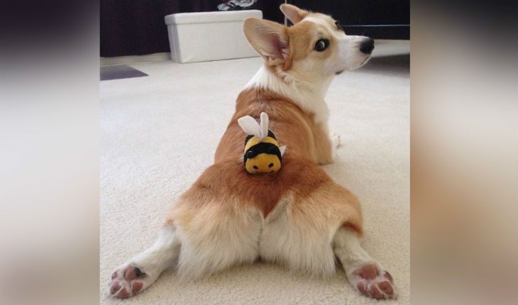 30 фотодоказательств того, что корги - самые смешные собаки в мире