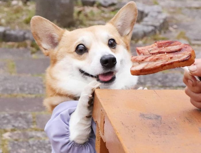 30 фотодоказательств того, что корги - самые смешные собаки в мире