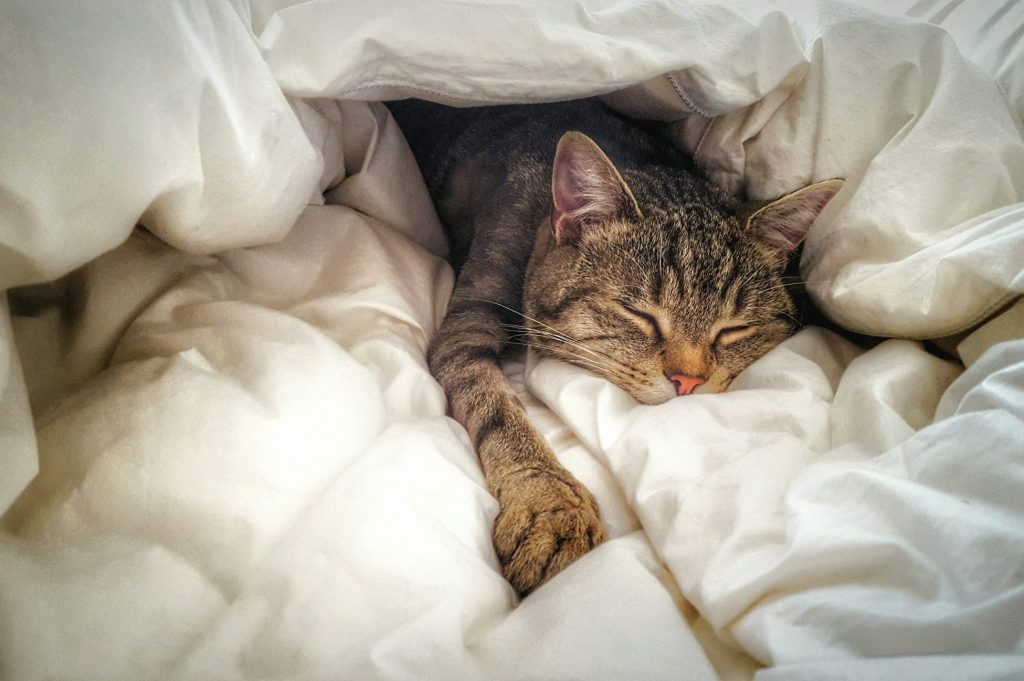 Спящие котики: такой милоты вы еще не видели