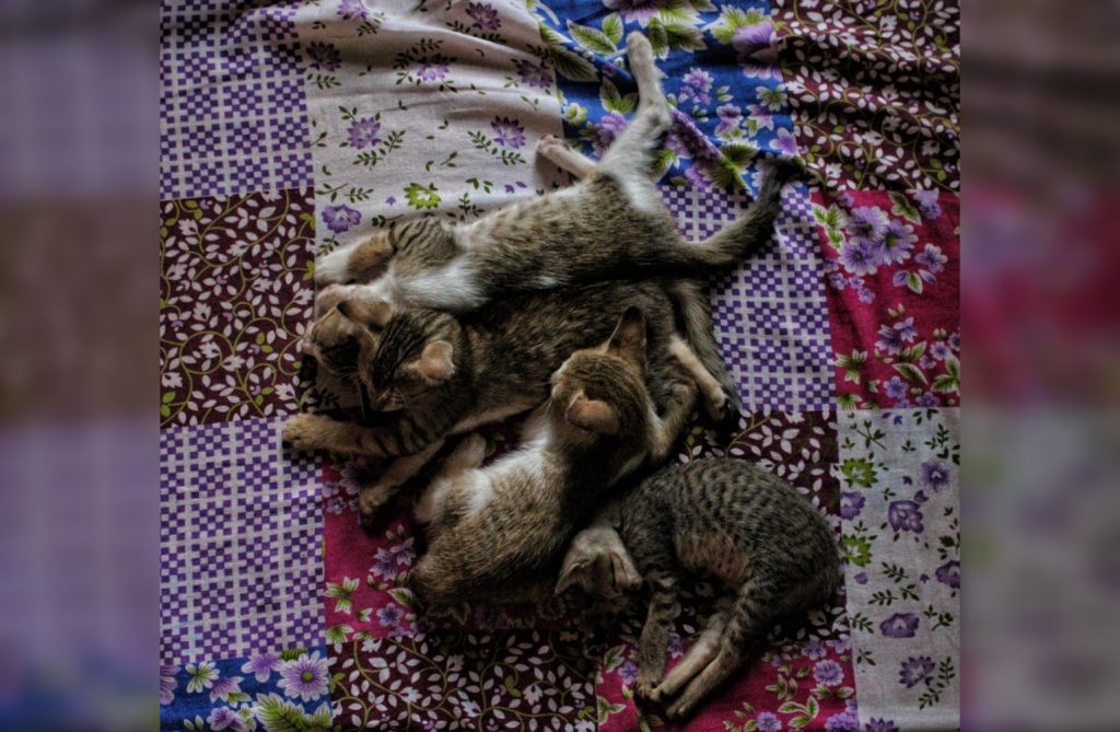 Спящие котики: такой милоты вы еще не видели