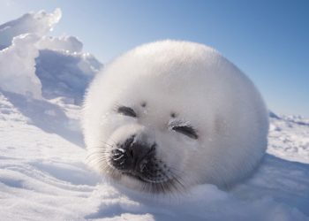 Самые красивые животные планеты: 30 фото