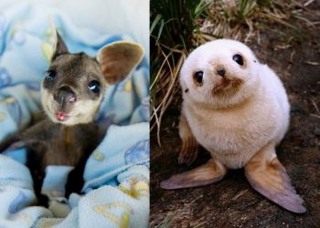 Детеныши животных, вид которых вызывает сплошное умиление