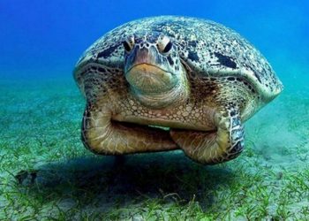 Животные, живущие с вечно недовольным видом