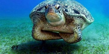 Животные, живущие с вечно недовольным видом