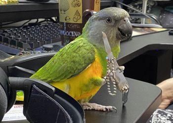 Суровые представители пернатых: 30 забавных фото