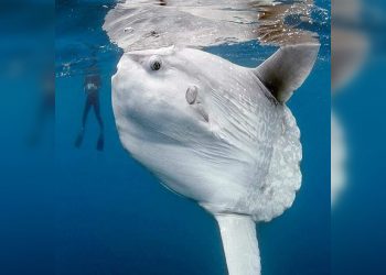 Самые большие объекты в мире, которые взбудоражат воображение