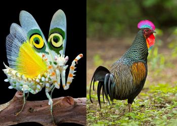 Удивительные снимки животного мира