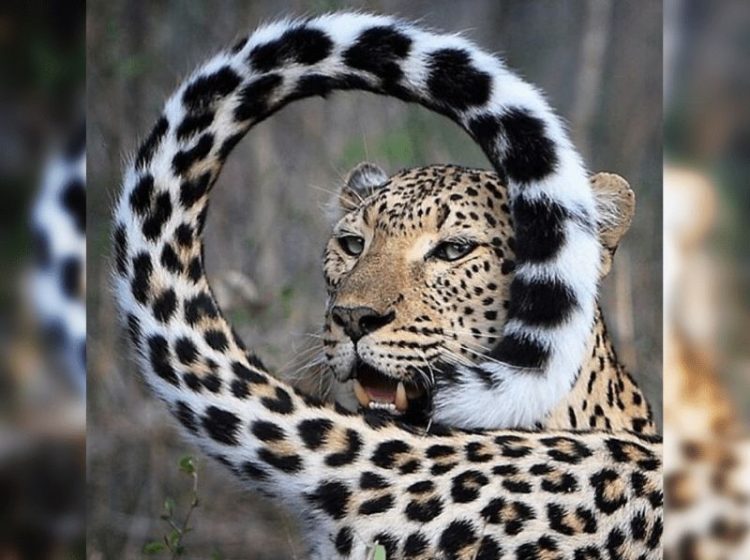 Удивительные снимки животного мира