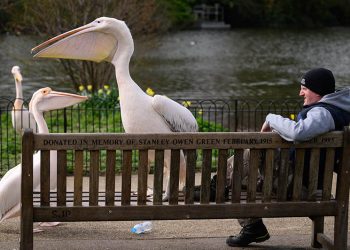 Забавные снимки из жизни англичан