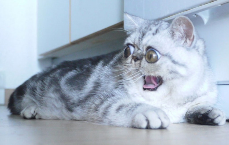 Scared and Funny : 30 Unforgettable Animal Reactions