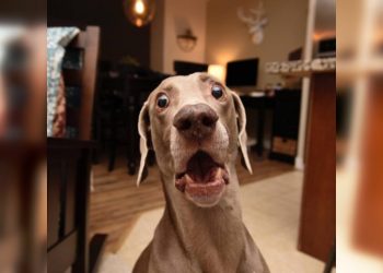 Какие же они смешные, когда испуганные: 30 незабываемых реакций животных