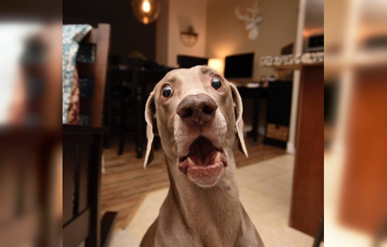 Scared and Funny : 30 Unforgettable Animal Reactions