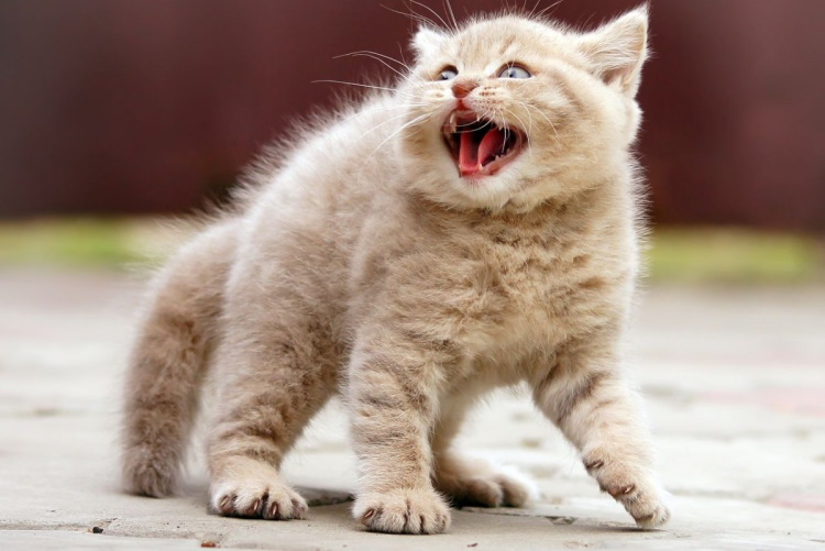 Scared and Funny : 30 Unforgettable Animal Reactions