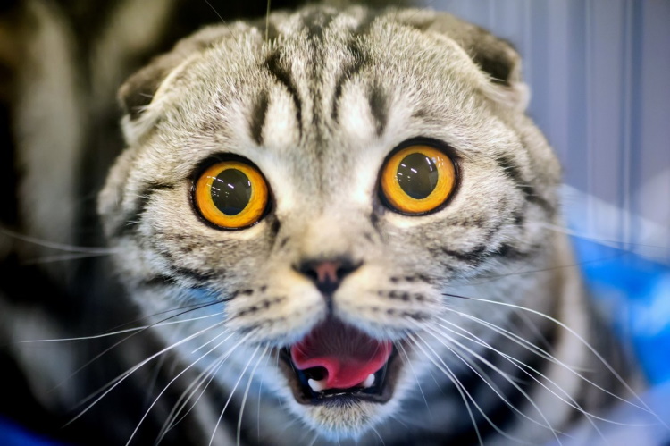 Scared and Funny : 30 Unforgettable Animal Reactions