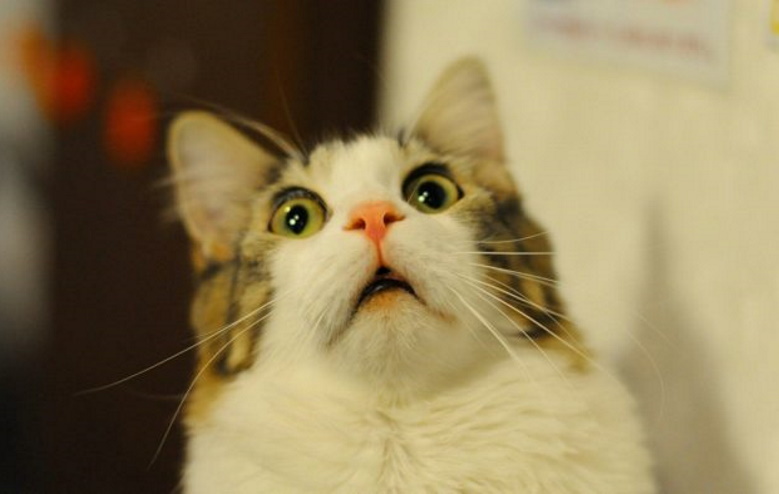 Scared and Funny : 30 Unforgettable Animal Reactions