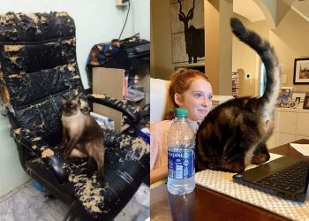 Коты-хулиганы, которым наплевать на правила