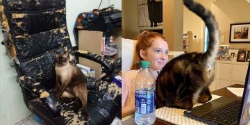 Коты-хулиганы, которым наплевать на правила
