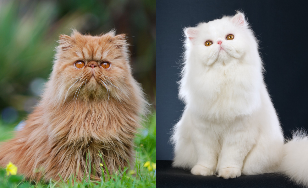 Cat Breeds for the Richest